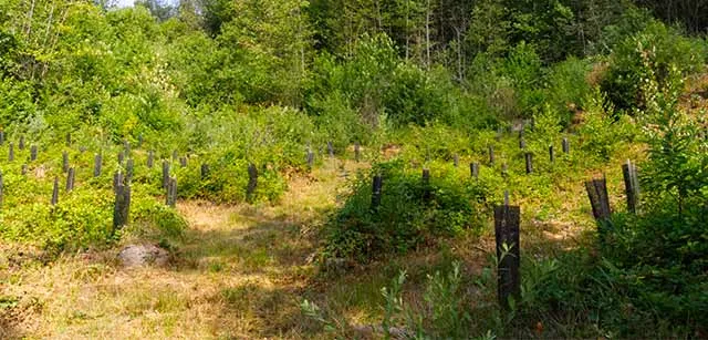 forêt bubry