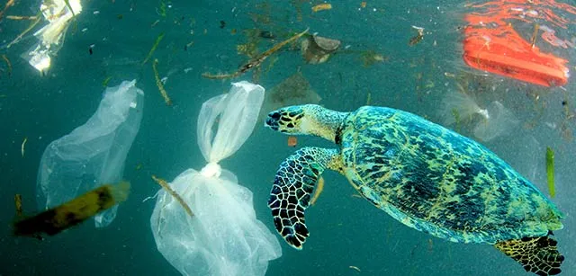 tortue